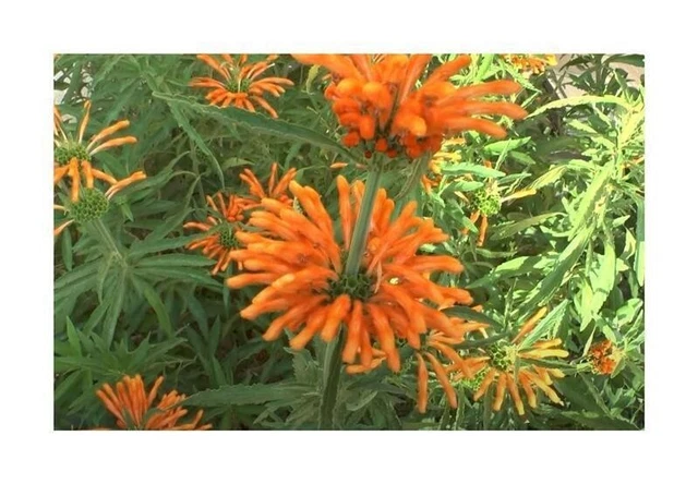 10X DASYLIRION ACROTRICHUM Vert Sotol Jardin Plantes - Graines ID880