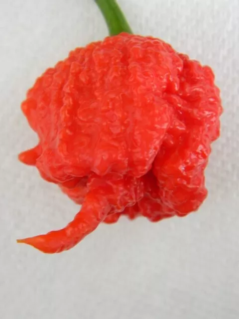 15 Semi Di Peperoncino Carolina Reaper