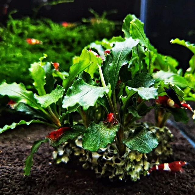 Bucephalandra Green Wavy on Driftwood Fresh Live Aquarium Plant Fish Tank