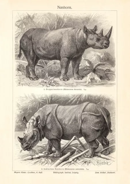 Nashorn historischer Druck Holzstich ca. 1906 Bildtafel Zoologie Säugetiere