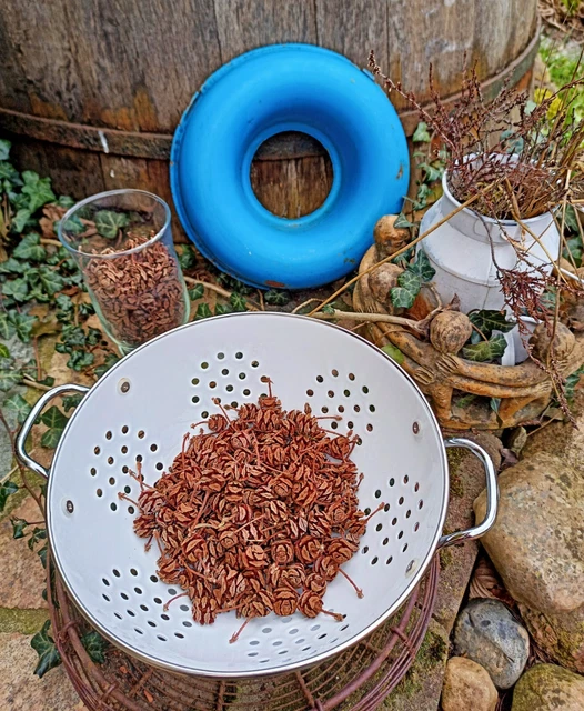 ca. 70g Tannenzapfen Weihnachten, Natur Zapfen Mammutbaum Mini-Größe Deko Winter