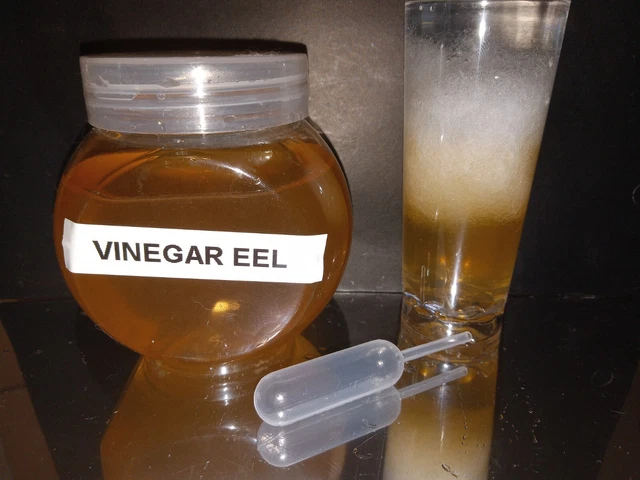 VinegarEel mature culture, Live food for fish fry, READY TO HARVEST