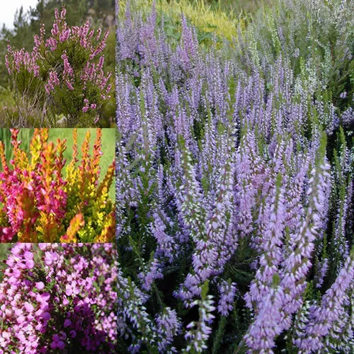 6 X Mixed Heathers Calluna & Erica Varieties Colourful Large Flowering Plants