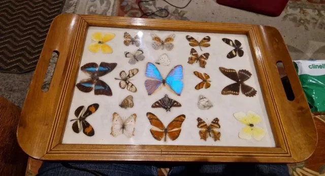 Carlos Zipperer Brazilian Tourist Souvenir Unique Framed Butterfly Tray