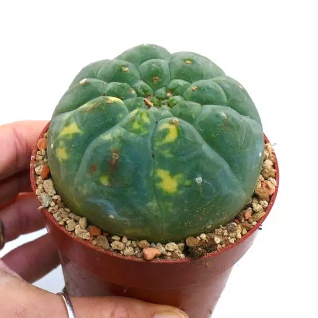 Matucana madisoniorum VARIEGATED VARIEGATA 2