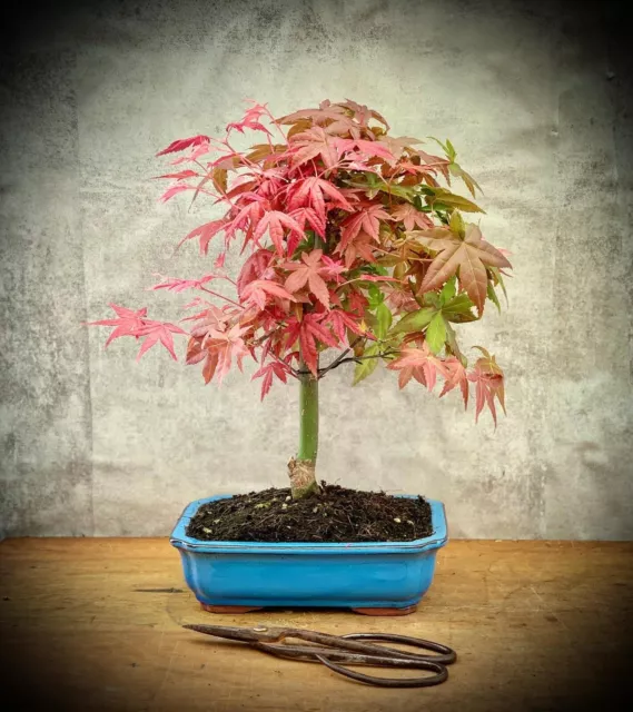 Acer palmatum 'Deshojo' - Japanischer Fächerahorn BONSAI 10 Years Old #3