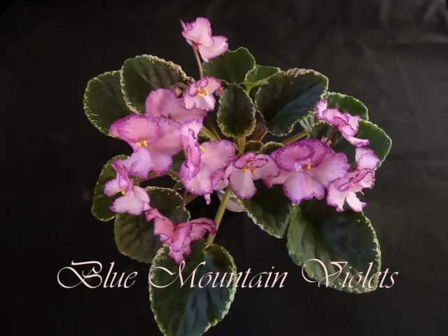 African Violet Plant "Cajun's Amaretto"