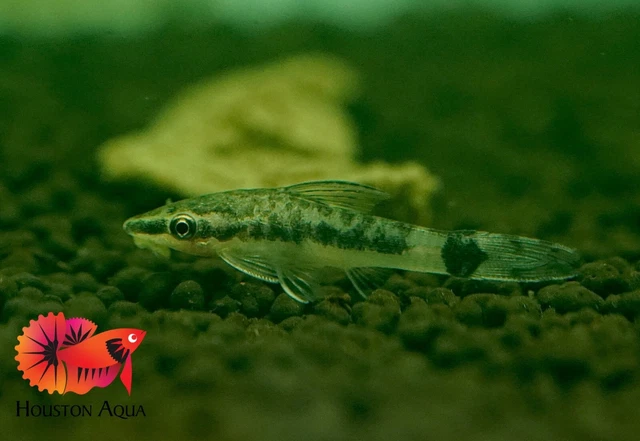 (1) Otto Algae Eater - Live Aquarium Tropical Fish - High Quality Grade A+++