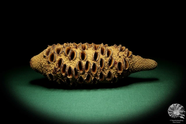 Banksia grandis Australia árboles de plata recientes frutos secos frutos secos