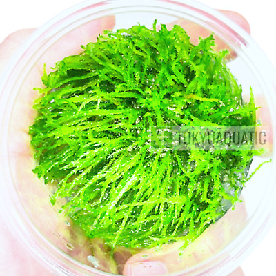 Weeping Moss Tissue Culture Cup Freshwater Live Aquarium Plant Tropica Brown