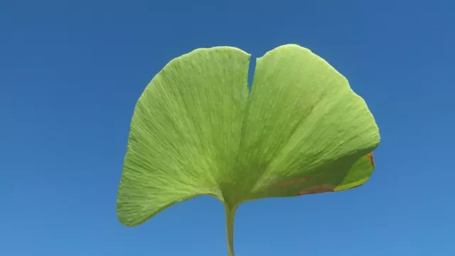 Semillas De Ginkgo Biloba Bis