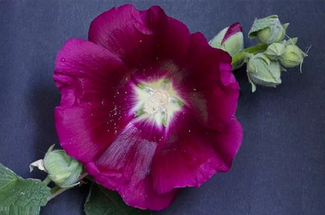 6 graines de ROSE TREMIERE VIOLETTE (Alcea Rosea )X60 PURPLE HOLLYHOCK SEEDS