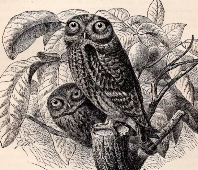 Old Antique Victorian Era Vintage Natural History 1895 LITTLE OWL Bird Print