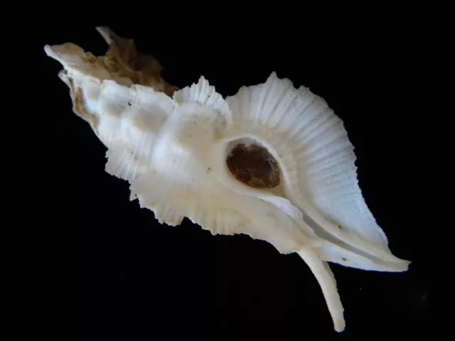 Sea Shells Murex pterynotus alatus 88.1mm ID#4178