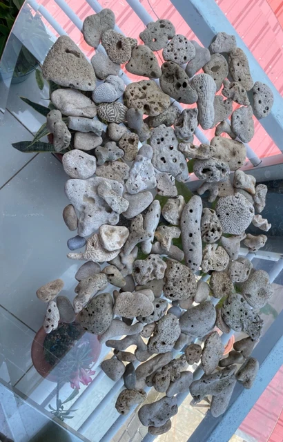 SMALL BRAIN CORALS more or less  lb saltwater and freshwater. Fishtank Reef #2