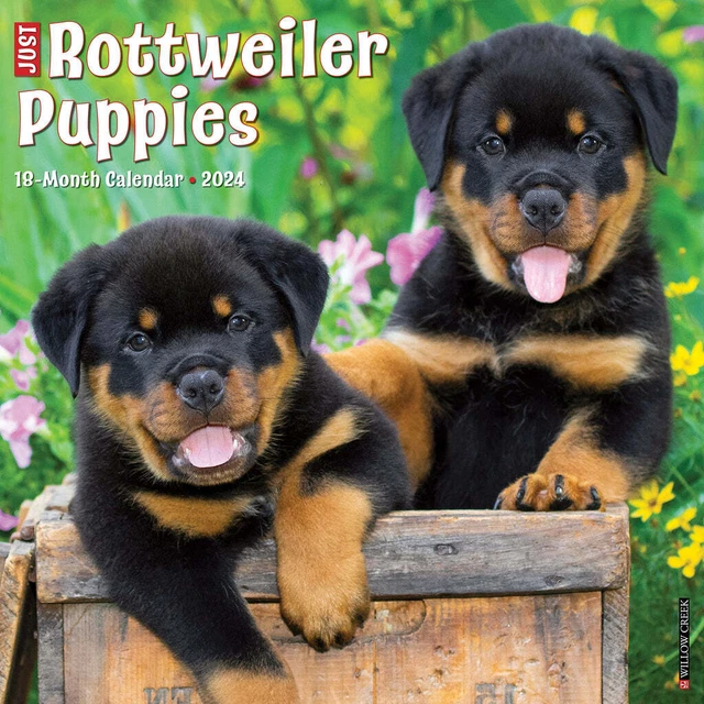 Solo Rottweiler Cuccioli - 2024 Calendario da Parete - Nuovo - 35153