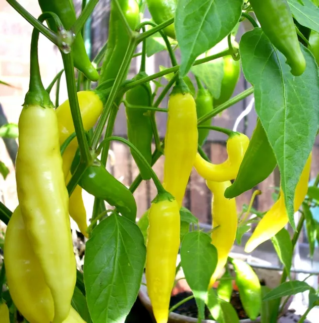 Aji Lemon Drop Chili Chilli  Hot Pepper Seeds NEW 2023 FRESH SEEDS 3