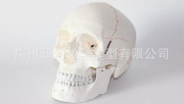 Human Skull Anatomical Model 55 Digital Sign Medical Assemble PVC 1:1 Life-sized