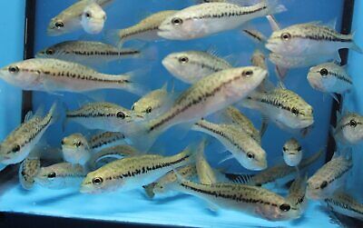 FLORIDA STRAIN BABY BASS Live Fish *FREE Expedited Shipping*