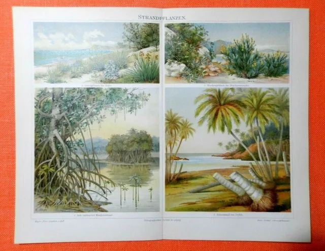 Strandpflanzen SEE Tropen Mangrove Kokos  Lithographie  1897