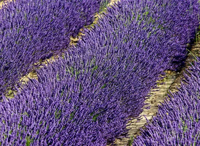 semillas de lavanda reales, Lavandula angustifolia, pasto de abejas