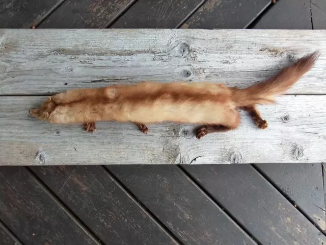 Stone Marten Fur/Pelt Tanned Cream/Tan 4Paw Full Body 31X4 3/4 Mancave Den Lodge Stone Marten Fur/Pelt Tanned Cream/Tan 4Paw Full Body 31X4 3/4 Mancave Den Lodge