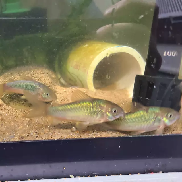 5 Emerald Green Corydoras  Catfish (Corydoras Aeneus) US Bred Live Aquarium Fish