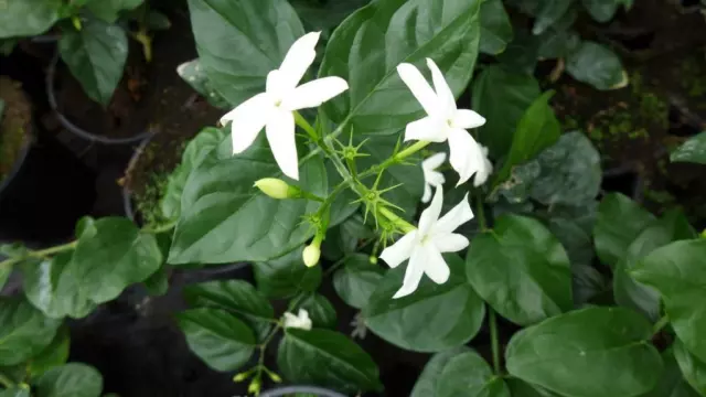 Arabischer Jasmin Jasminum sambac 80-100cm