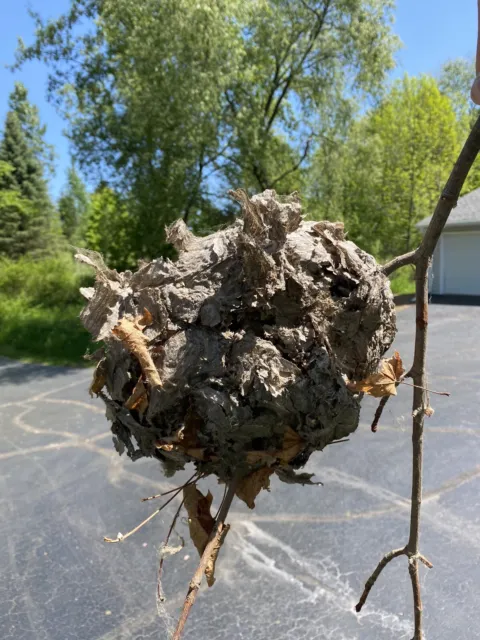 Paper Wasp Hornet Nest Hive On Branch Real From Nature Natural Display Decor