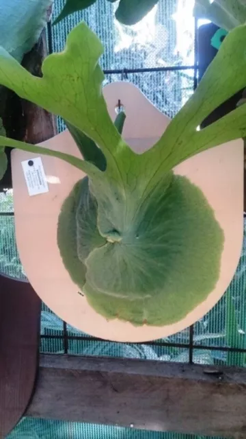 Australian Staghorn - Platycerium superbum - Australian Species