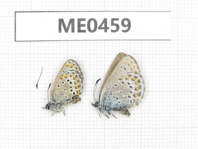 Butterfly. Polyommatus sinina. Qinghai, Haixi, Mt.Chaidam. 2F. ME0459.