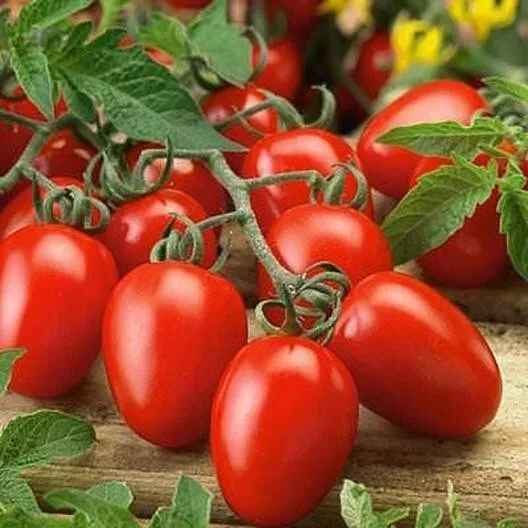 300 semillas italianas favoritas de tomate roma en muy buen estado ciruela