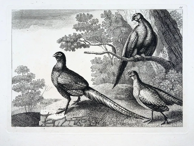 1660c Tres Faisanes, Ornitología, Pieter Van Lisebetten, Fino Grabado