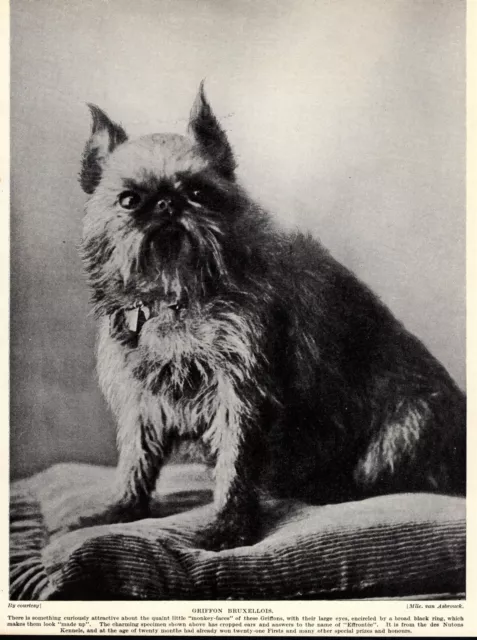 1930s Vintage Brussels Griffon Print Effrontee des Nutons Kennels 4800h