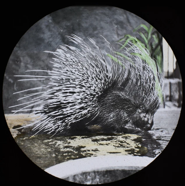 ANTIQUE Magic Lantern Slide CRESTED PORCUPINE LONDON ZOO C1888 VICTORIAN PHOTO