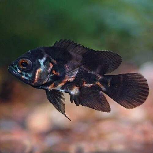 Tiger Oscar Cichlid - (Astronotus ocellatus) - Live Freshwater Fish