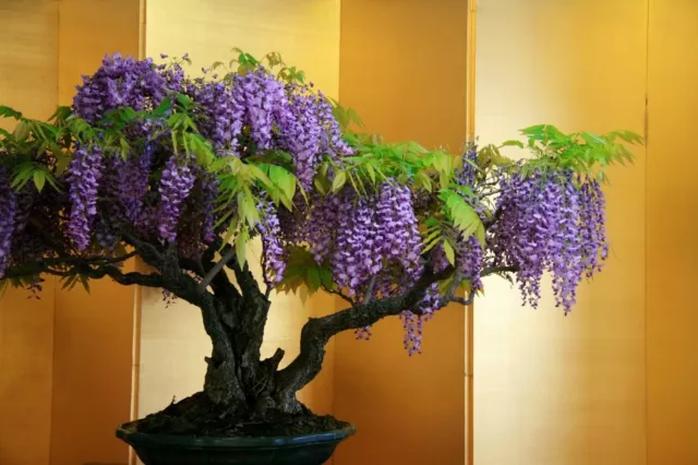 Bonsai Wisteria Tree seeds 2 count~ Blooms and Fragrant