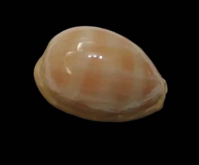 Conchiglia Shell CYPRAEA CARNEOLA Thailandia 47,9 mm LARGE & WIDE # 735