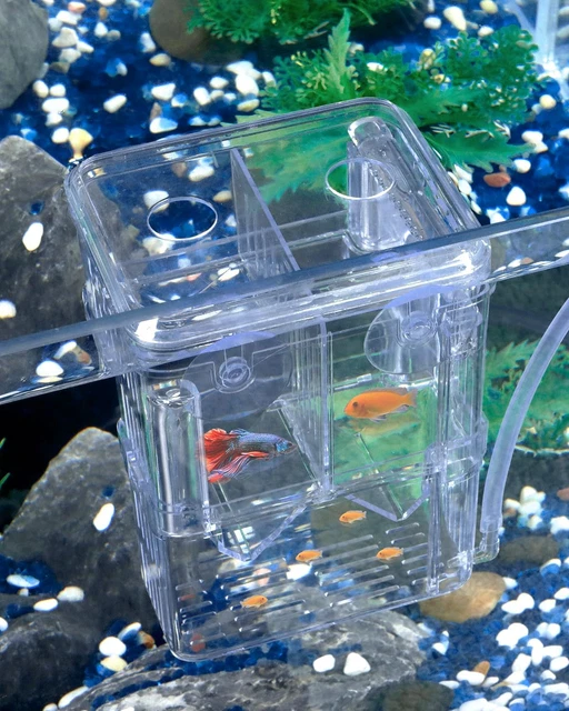 2 Scatole Rettangolari Per Allevamento Pesci - Incubatrici Con Ventose 16x16cm Per Acquario - Foto 8