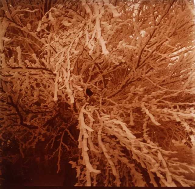 France Mont Revard Arbre Neige c1910 Photo Plaque de verre Stereo Vintage V34L4n