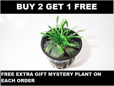 BUY 2 GET 1 FREE 1 Pot Cryptocoryne Parva Crypt Parva Easy Live Aquarium Plants