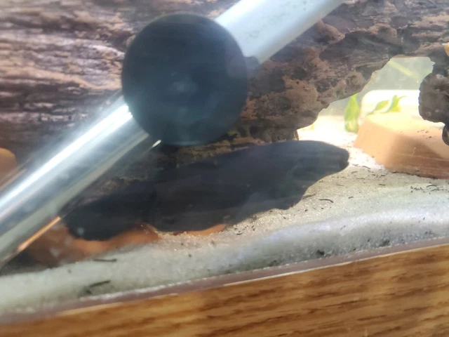 1 live Black Ghost Knife (5-6")