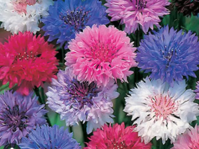 Cornflower Seeds (Polka Dot Mix) Approx 200 Seeds Beautiful Garden Flower