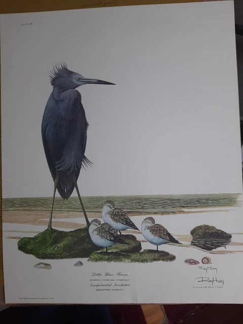 Little Blue Heron Ray Harm Signed Wildlife 1967 Print 20" x 16" Sandpiper Little Blue Heron Ray Harm Signed Wildlife 1967 Print 20" x 16" Sandpiper