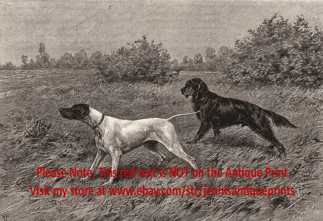 Dog Gordon Setter & English Pointer Named Champions, 1890s Antique Print