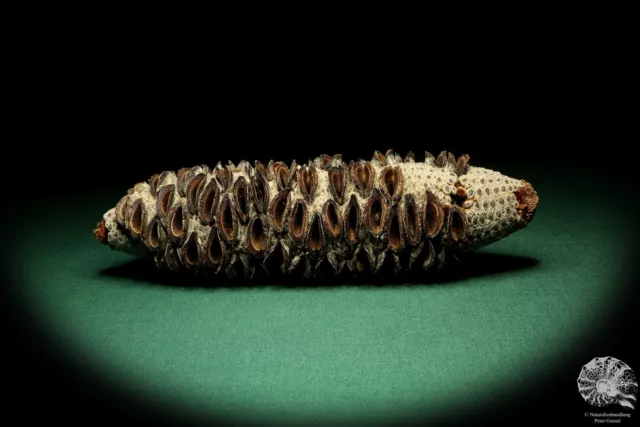 Banksia littoralis Australia plantas de árbol de plata recientes frutos secos especie