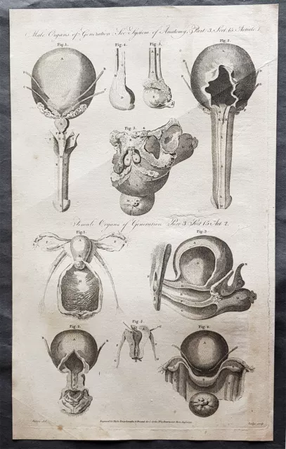 1798 William Henry Hall Large Antique Print of Male & Female Reproductive System