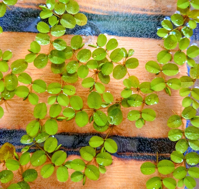 BÜSCHELFARN SCHWIMMFARN SALVINIA Minima Schwimmpflanze Aquarium Teich