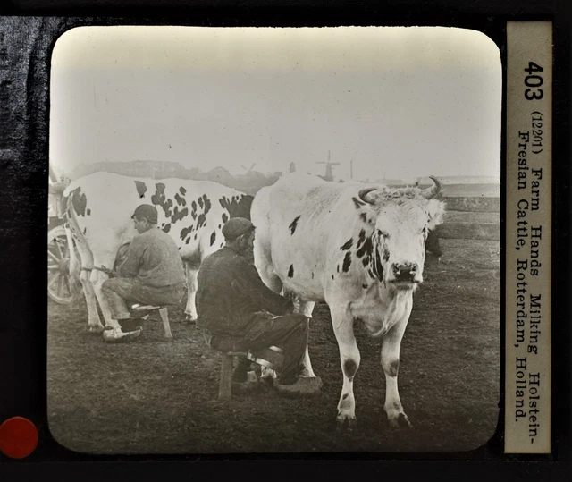 6-403 Magic Lantern Glass Slide Photo Holstein Fresian Cattle Rotterdam Holand