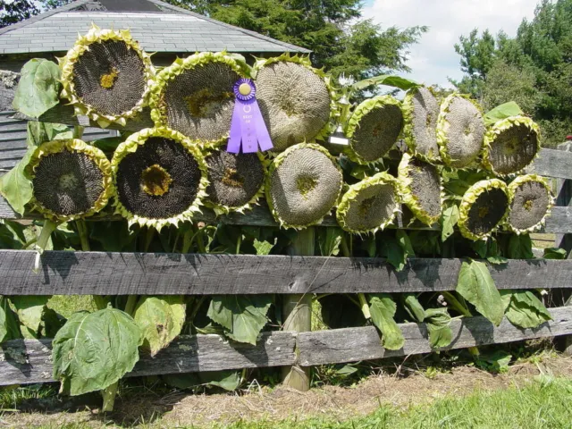 6 Riesen Sonnenblumen Samen